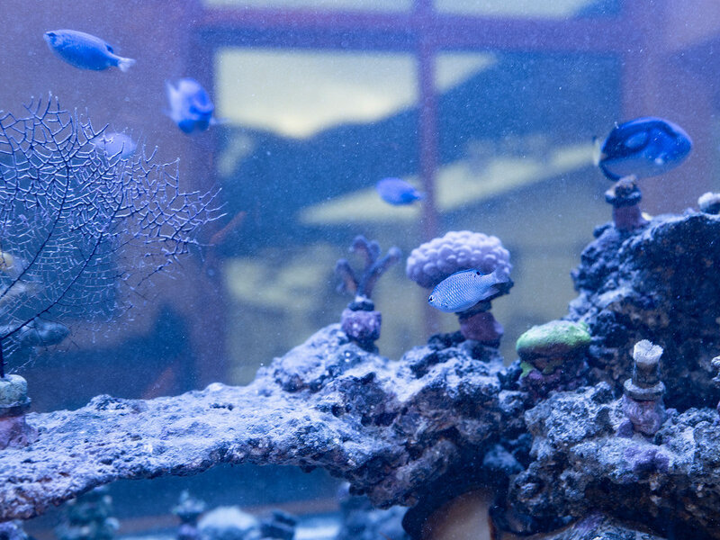 Salzwasser-Aquarium